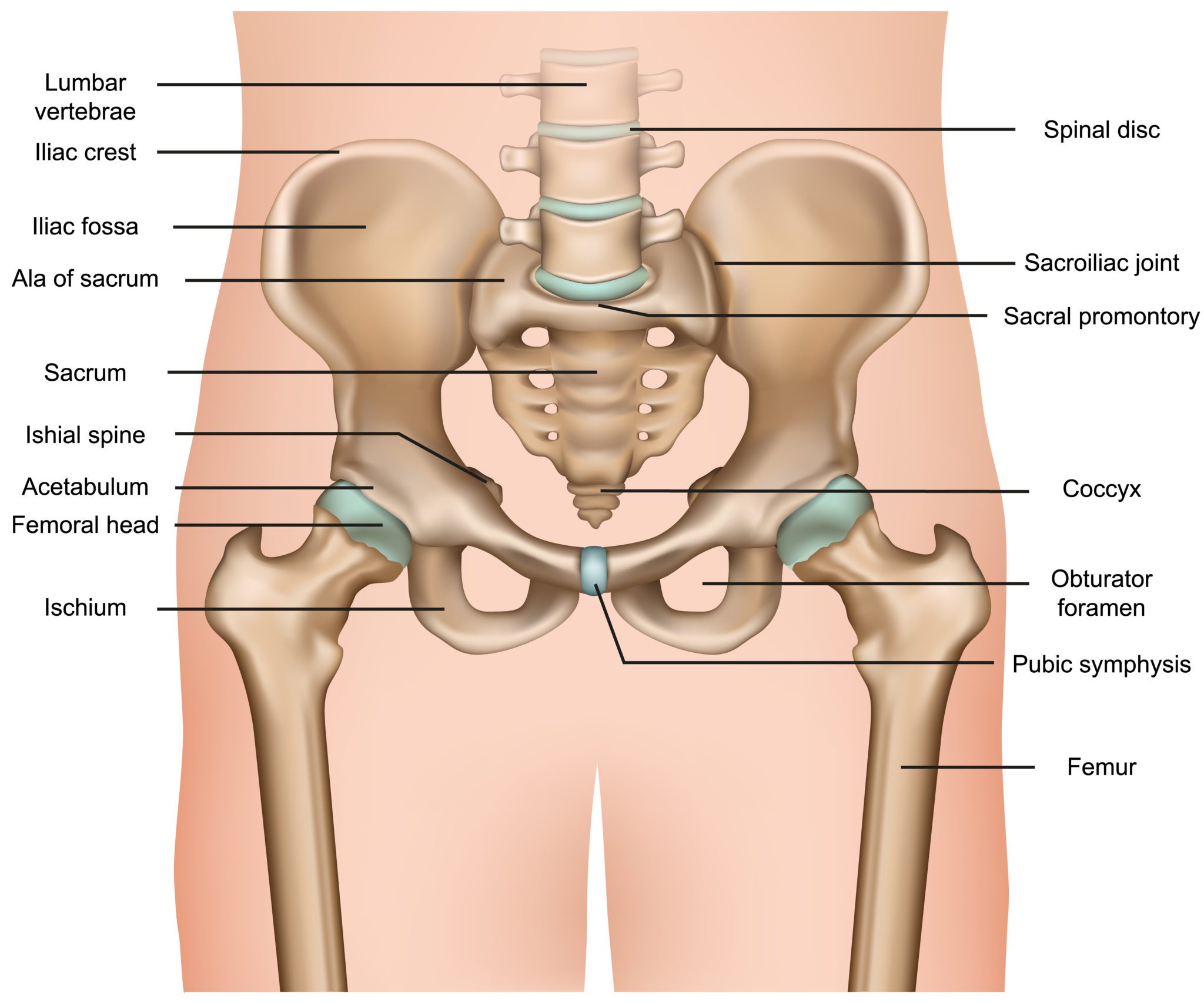 pubic symphysis anatomy
