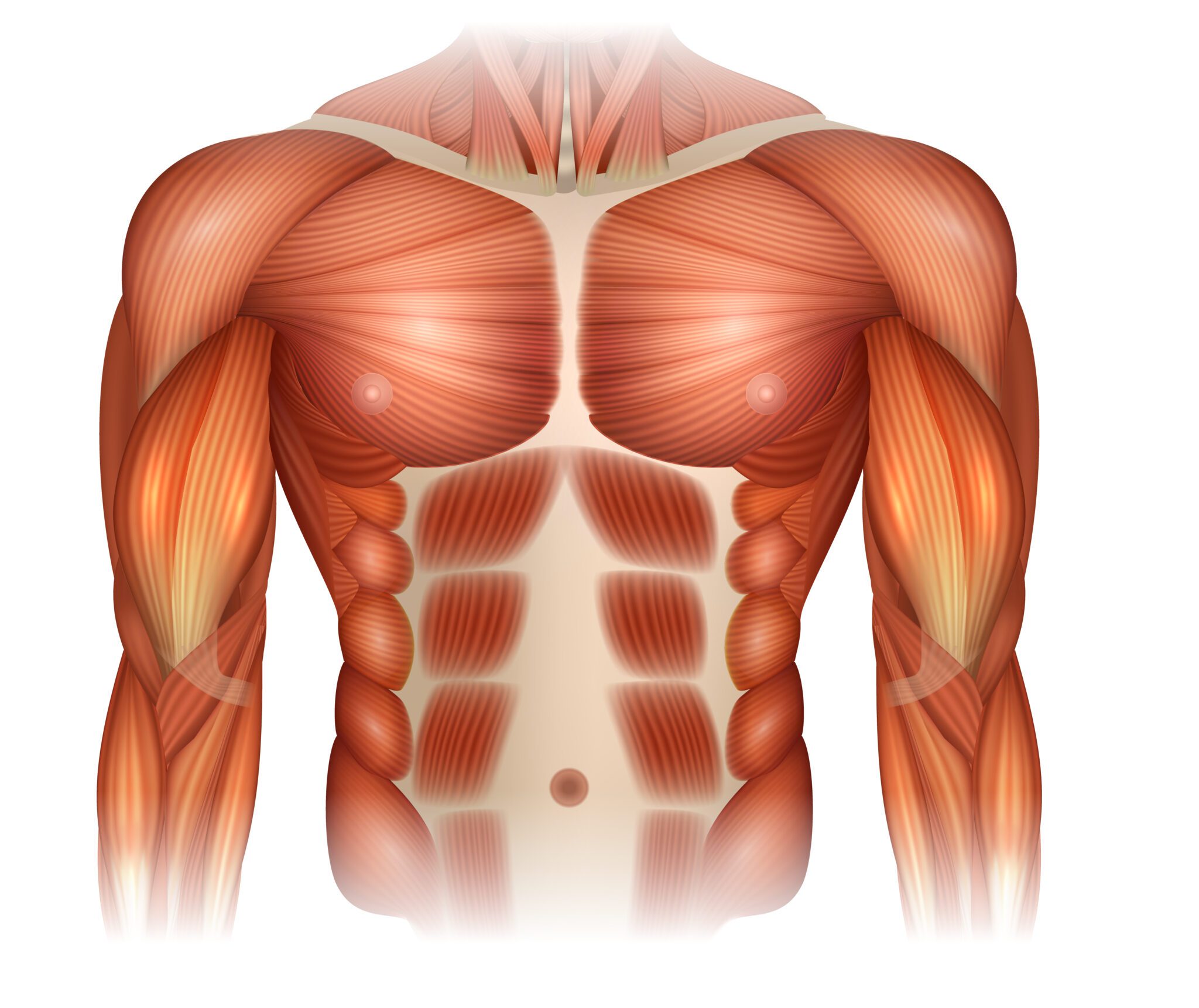 Is Diastasis Recti Common in Men? Chicago Awareness & Rehab: